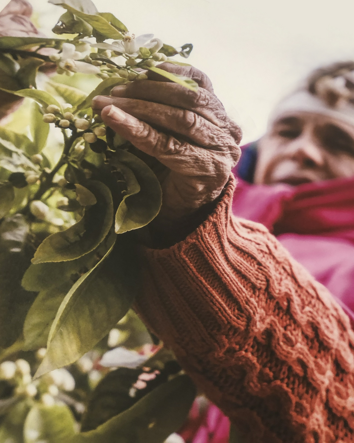 La Récolte - Fleur d'Oranger