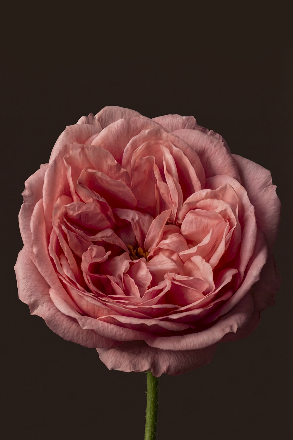 Frangrances & Home Scents