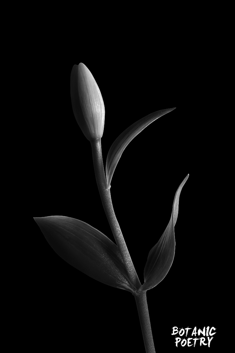 Botanic Poetry