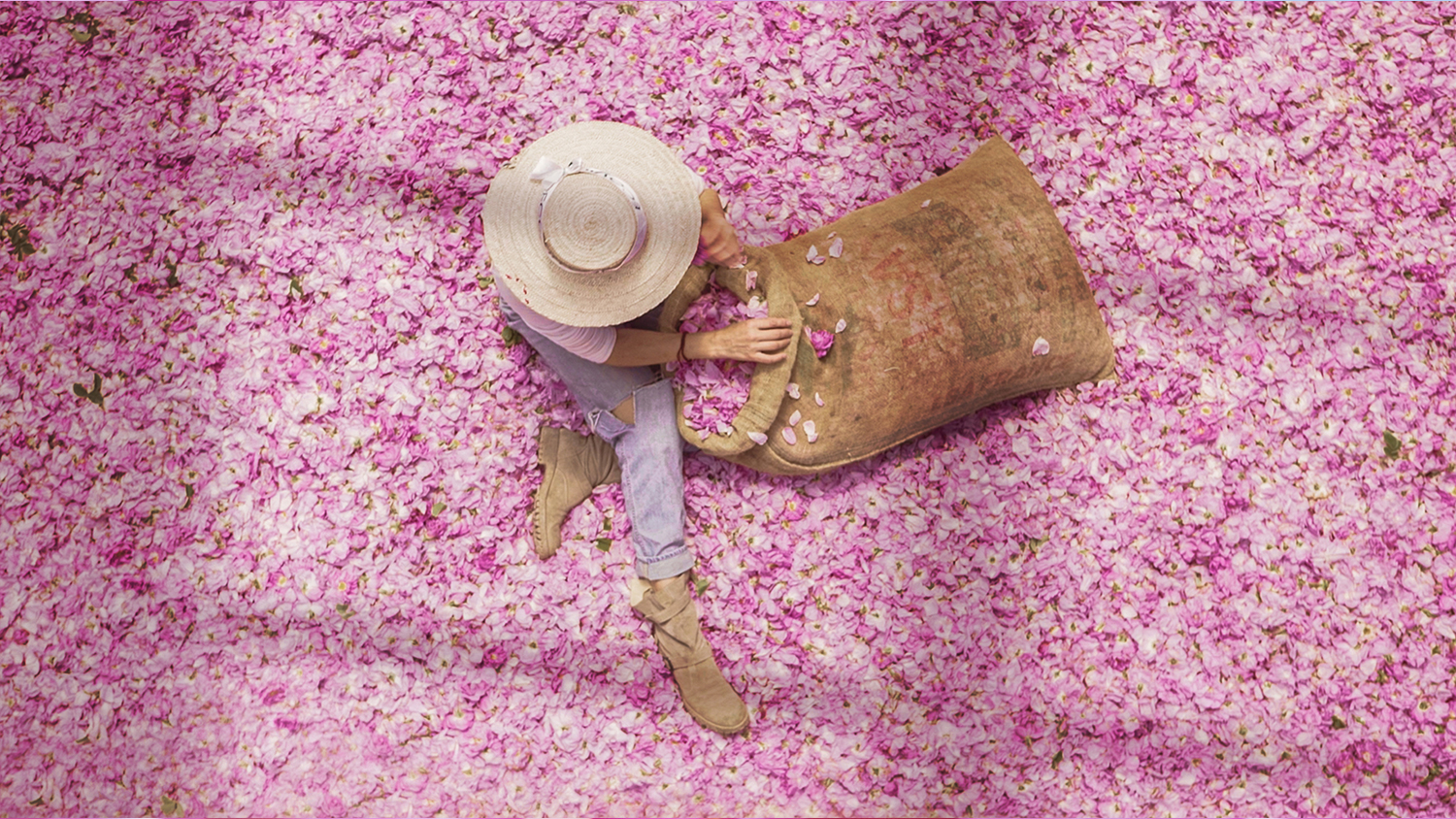 Rose Centifolia - La Récolte 