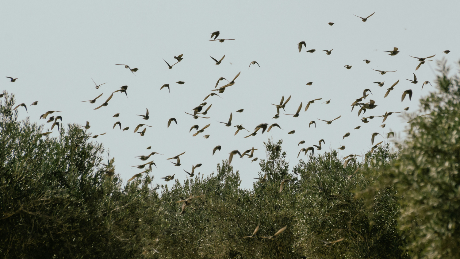 Djerba . Golden Hours 